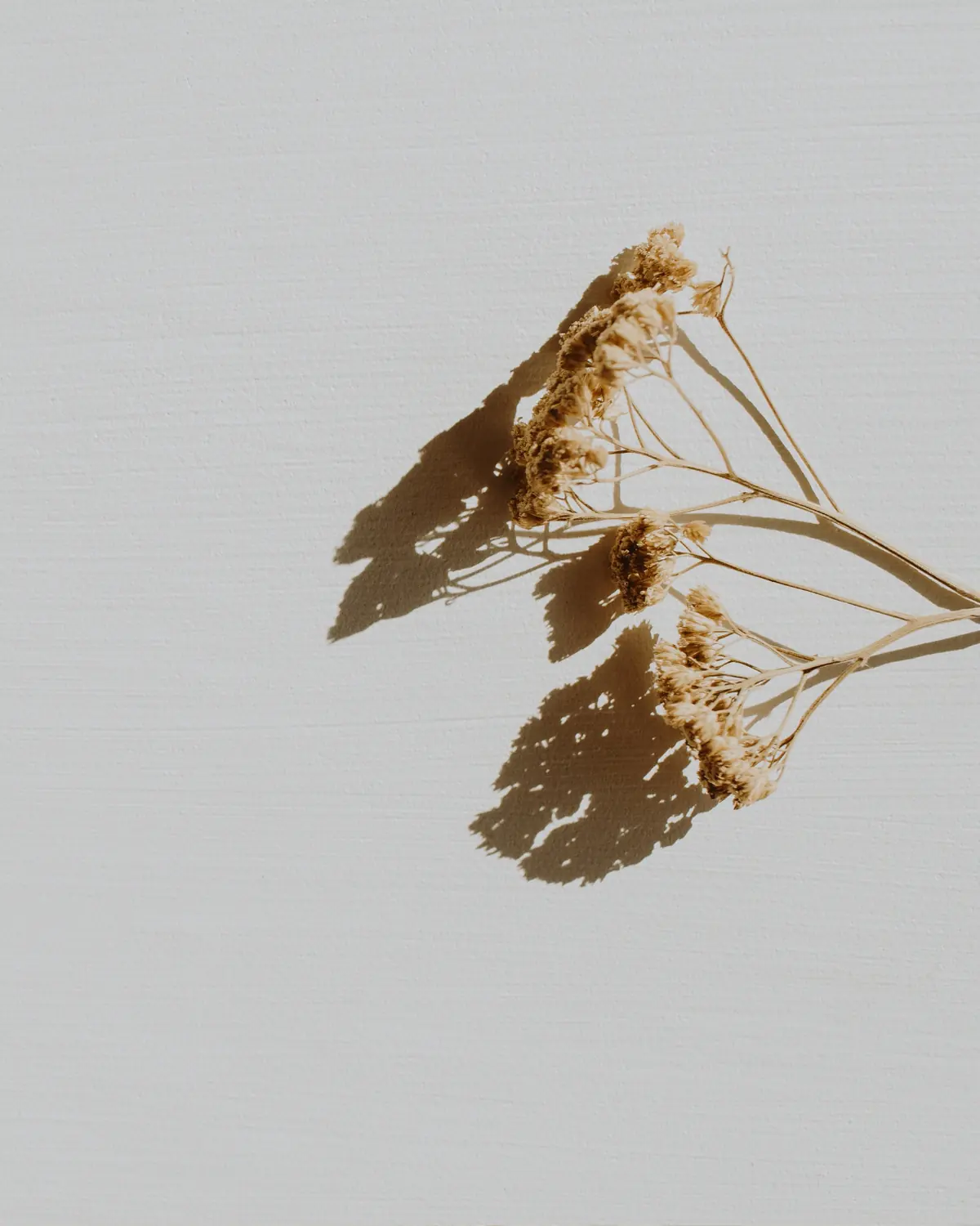 Dried botanicals casting delicate shadows