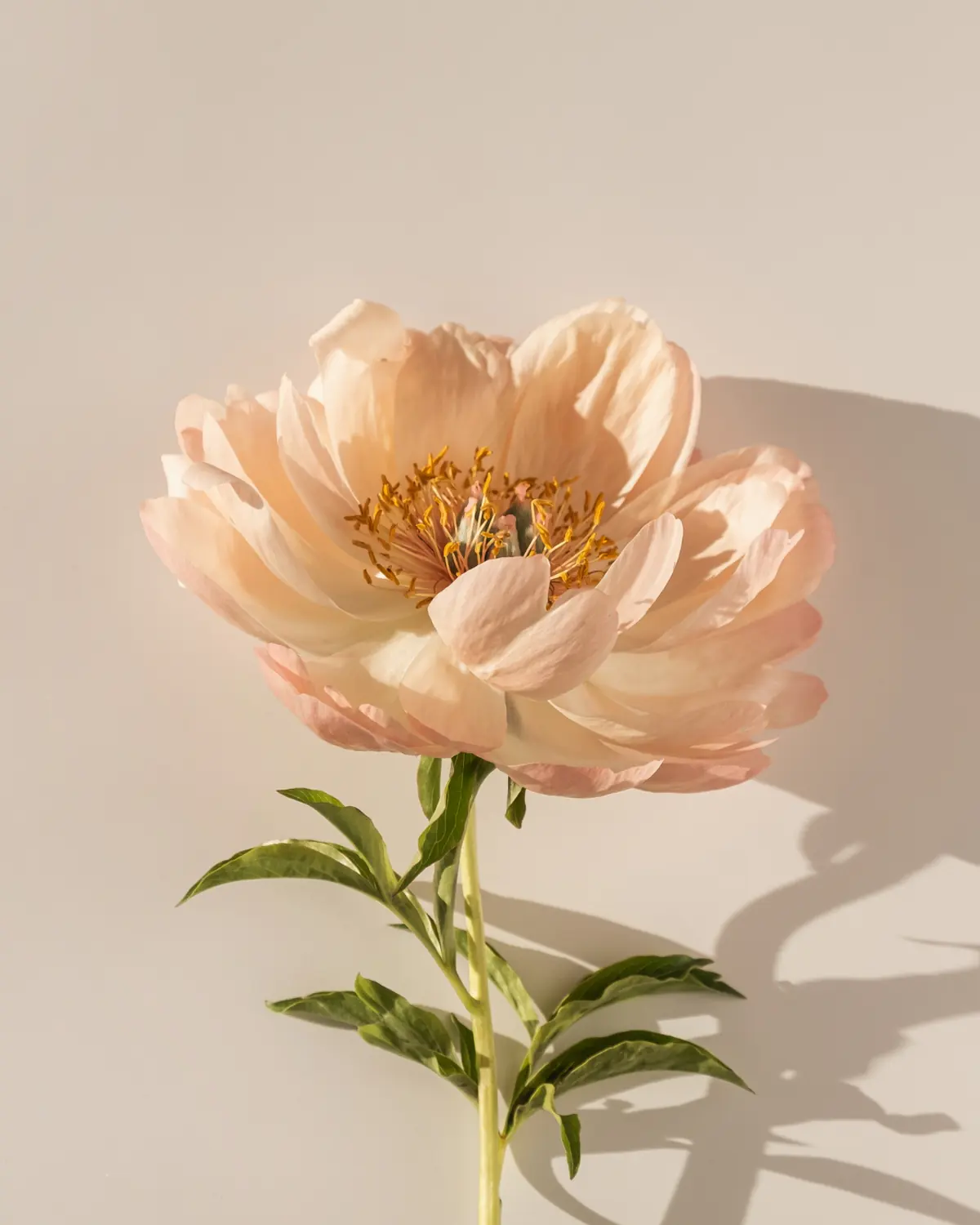 A blush peony illuminated by warm sunlight