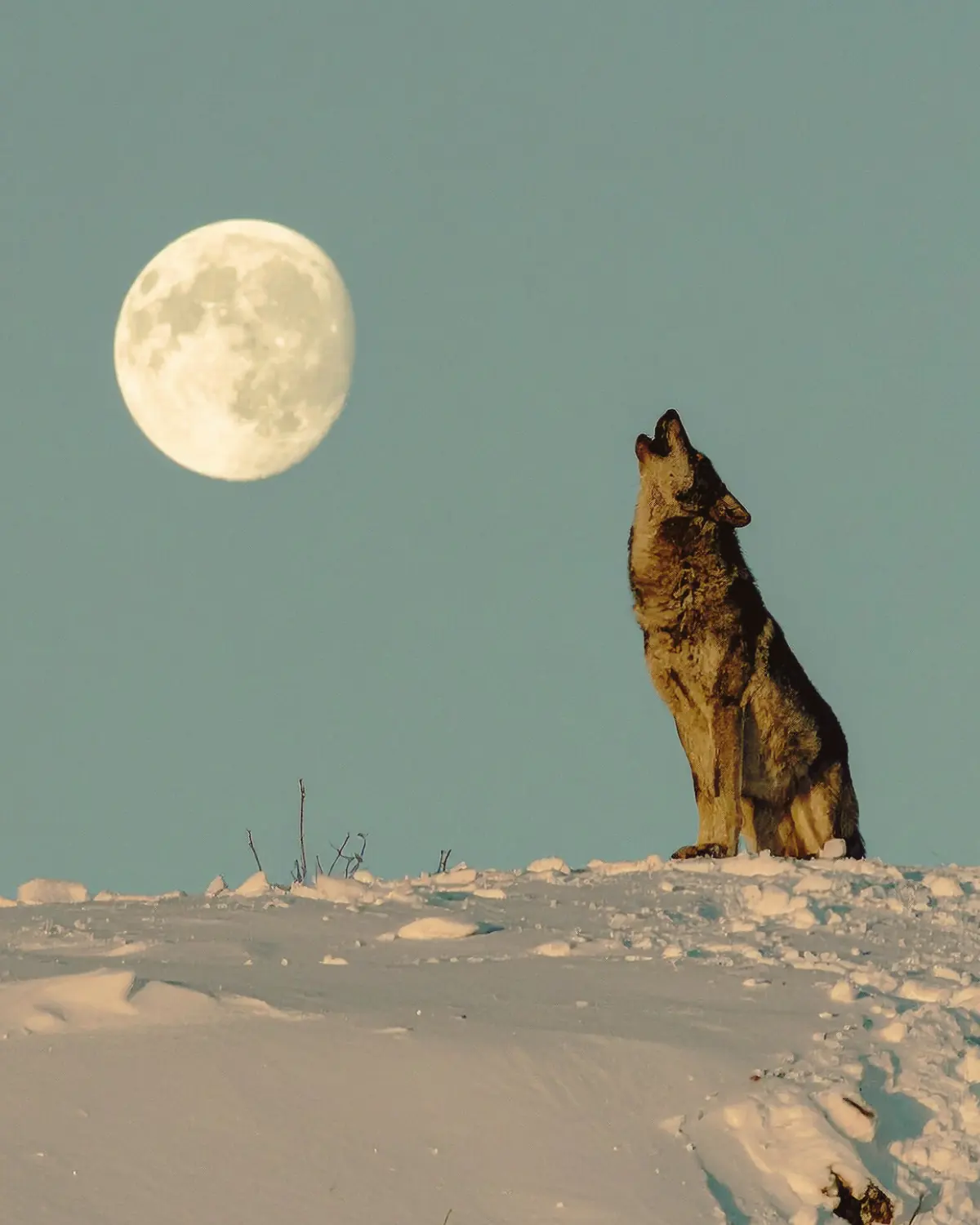A wolf howling beneath a luminous full moon